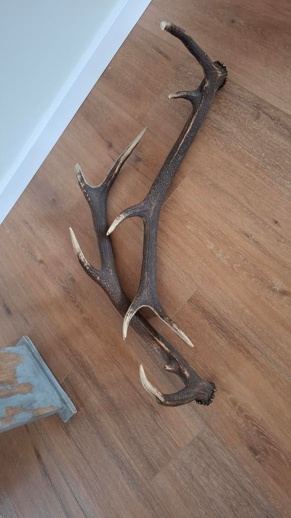 Gewei 2x echt, Ophalen of Verzenden, Nieuw