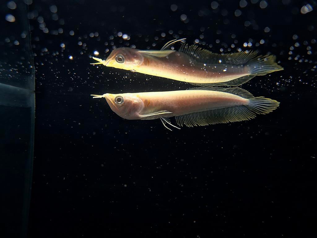 Albino silver arowana, Dieren en Toebehoren, Vis, Zoetwatervis
