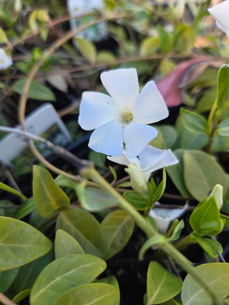 Vinca minor alba, maagdenpalm p9, Ophalen