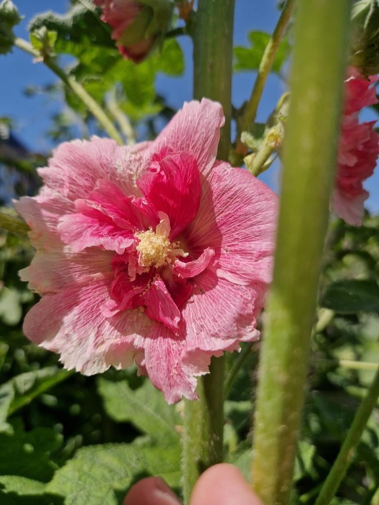 Stokroos Oud Roze Zaden - 50 stuks, Tuin en Terras, Bloembollen en Zaden, Zaad, Voorjaar, Volle zon, Ophalen of Verzenden