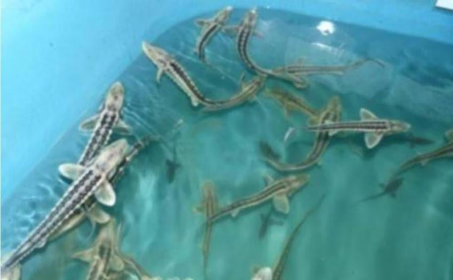 Zebra steur, Witte Diamantsteur 20–30 cm - Koidream Valburg, Dieren en Toebehoren, Vissen | Vijvervissen, Steur