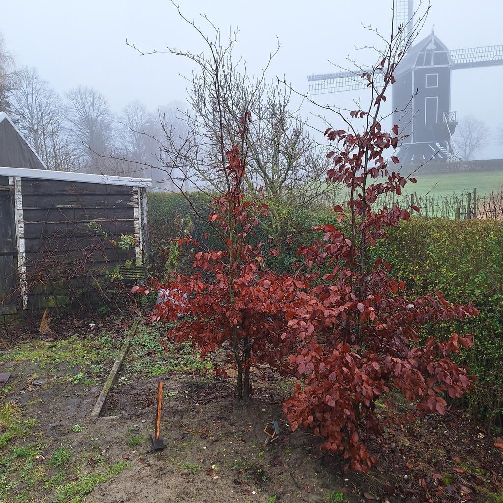 Rode Beuk - Jonge Fagus Sylvatica 'Purpurea' Bomen, Tuin en Terras, Planten | Bomen, Overige soorten, Lente, 100 tot 250 cm, Ophalen