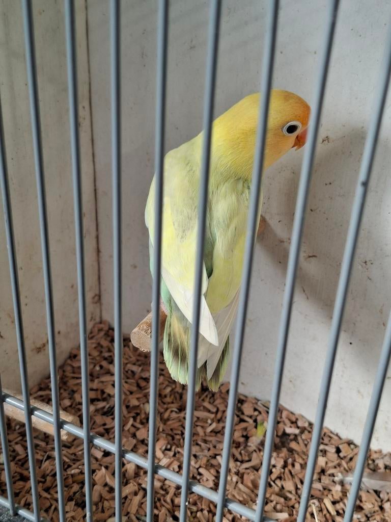 Ficheri opaline en opaline turquoise pale fallow en splitten, Dieren en Toebehoren, Vogels | Parkieten en Papegaaien, Meerdere dieren