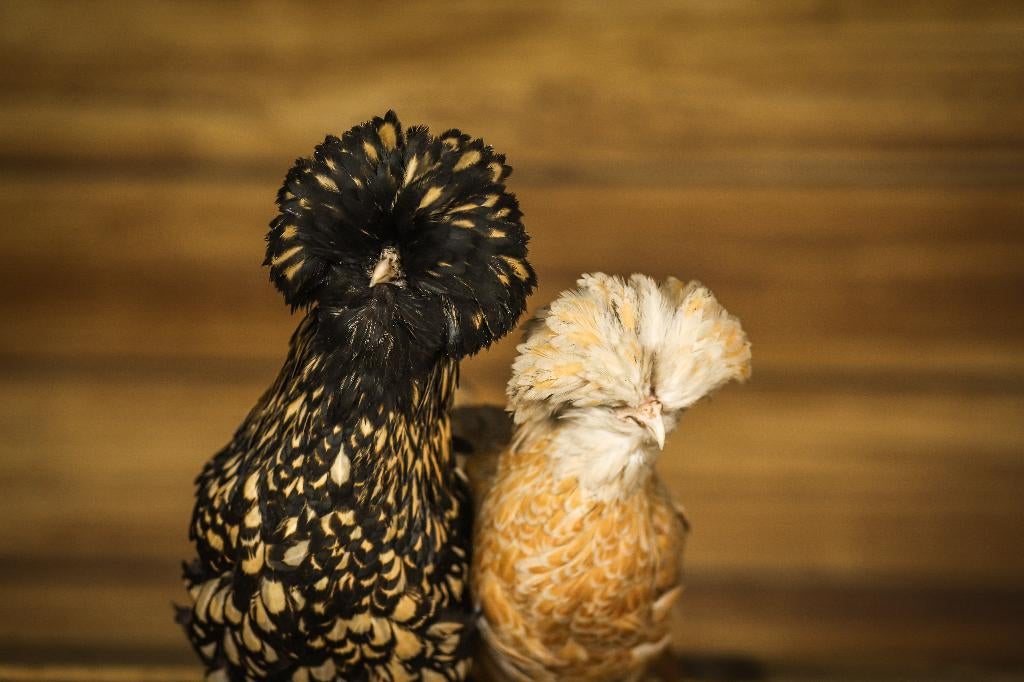 Kuifhoender krielen | Passend advies | Leuke kippen, Vrouwelijk, Kip