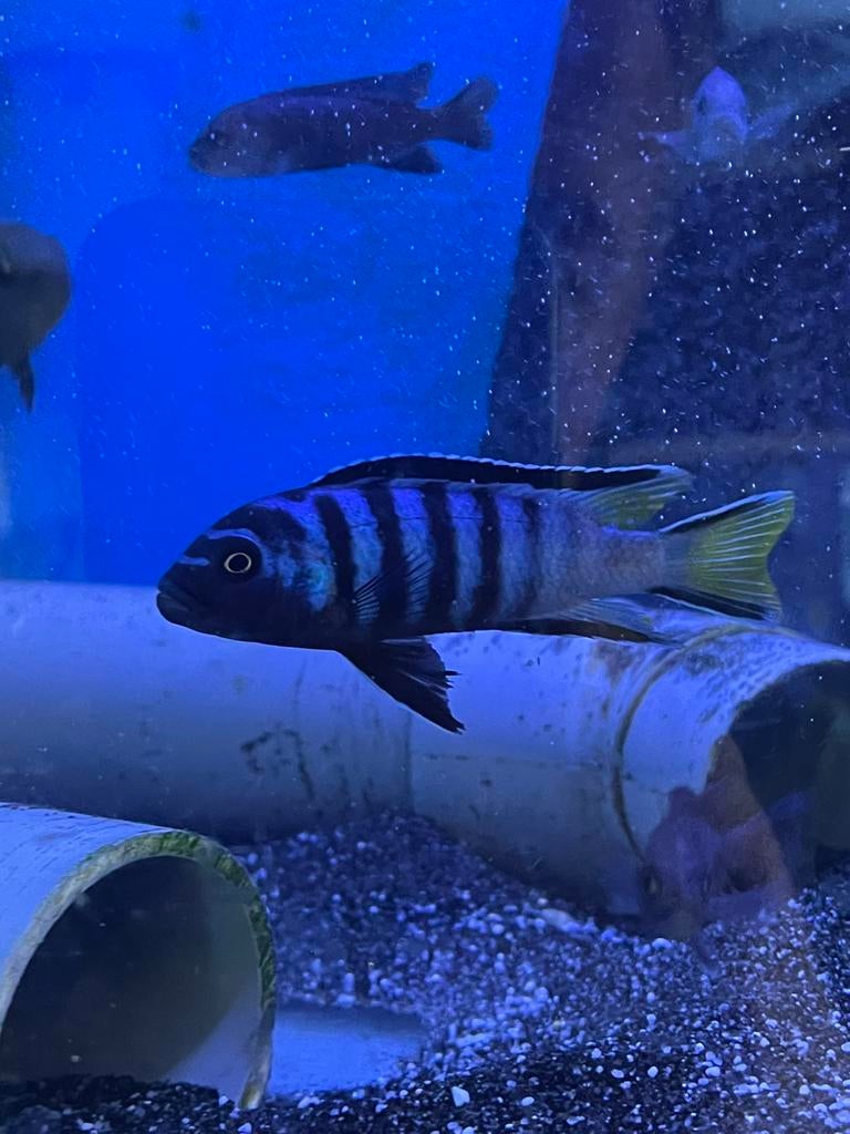 Pseudotropheus elongatus Mpanga ( eigen fotos kweekdieren ), Vis