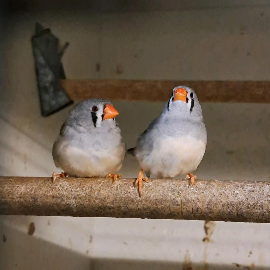 Zebravinken, poppen, Dieren en Toebehoren, Vrouwelijk
