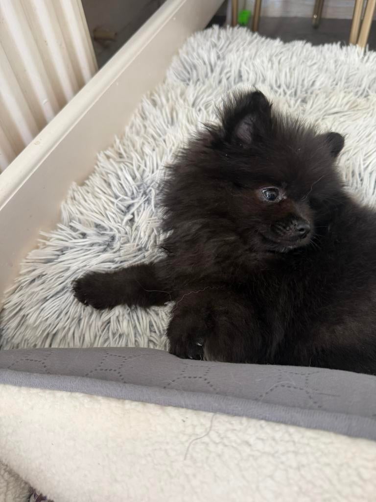 🐾 Prachtig zwart Pomeriaan reutje zoekt een liefdevol thuis, Dieren en Toebehoren, Honden | Poolhonden, Keeshonden en Oertypen