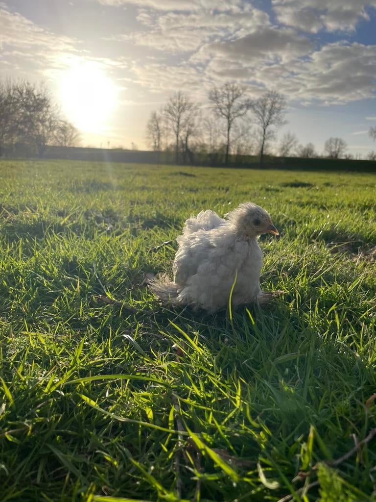 Mooie parelgrijs cochin hen, Dieren en Toebehoren, Pluimvee, Meerdere dieren, Kip