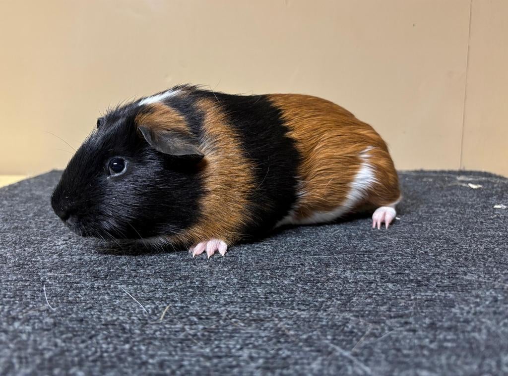 Mooie 3 kleur beer., Dieren en Toebehoren, Knaagdieren, Cavia, Mannelijk, December, Tam