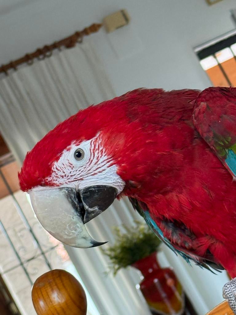 Papegaai gezocht die een goed huisje zoekt, Dieren en Toebehoren, Vogels | Parkieten en Papegaaien, Meerdere dieren, Papegaai