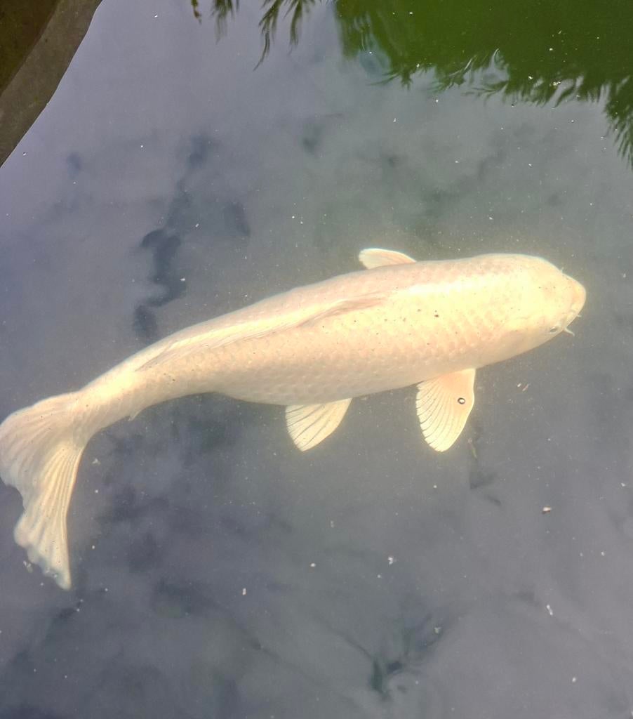 Tekoop Japanse koi crème ogon, Dieren en Toebehoren, Vissen | Vijvervissen, Karper of Koi