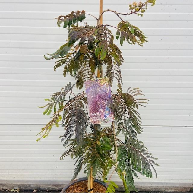 Albizia of Slaapboom, Ophalen of Verzenden, Zomer, In pot, 100 tot 250 cm