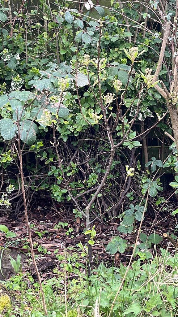 APPELBOOM, Ophalen, Lente, Volle zon, Appelboom