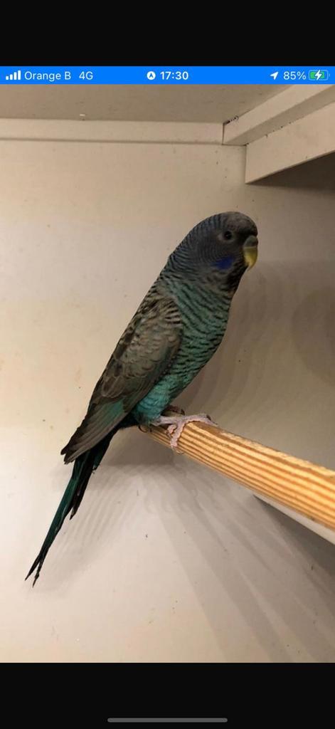 Gezocht: agaporniden,pyrrura en Muisparkieten, Dieren en Toebehoren, Meerdere dieren, Dwergpapegaai of Agapornis