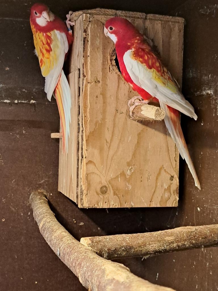 Te koop mooi koppel Rubino Rossela parkieten, Dieren en Toebehoren, Vogels | Parkieten en Papegaaien, Meerdere dieren, Parkiet