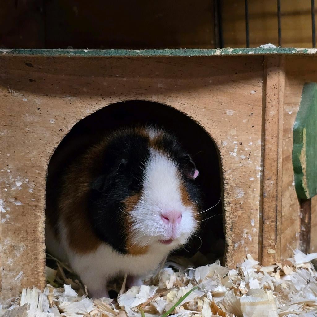 Twee cavia zeugjes, Dieren en Toebehoren, Knaagdieren, Cavia, Februari, Vrouwelijk, Tam