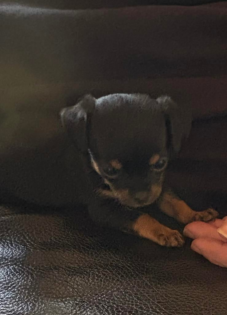 Chihuahua pups, 8 tot 15 weken, Parvo, Meerdere, Meerdere dieren