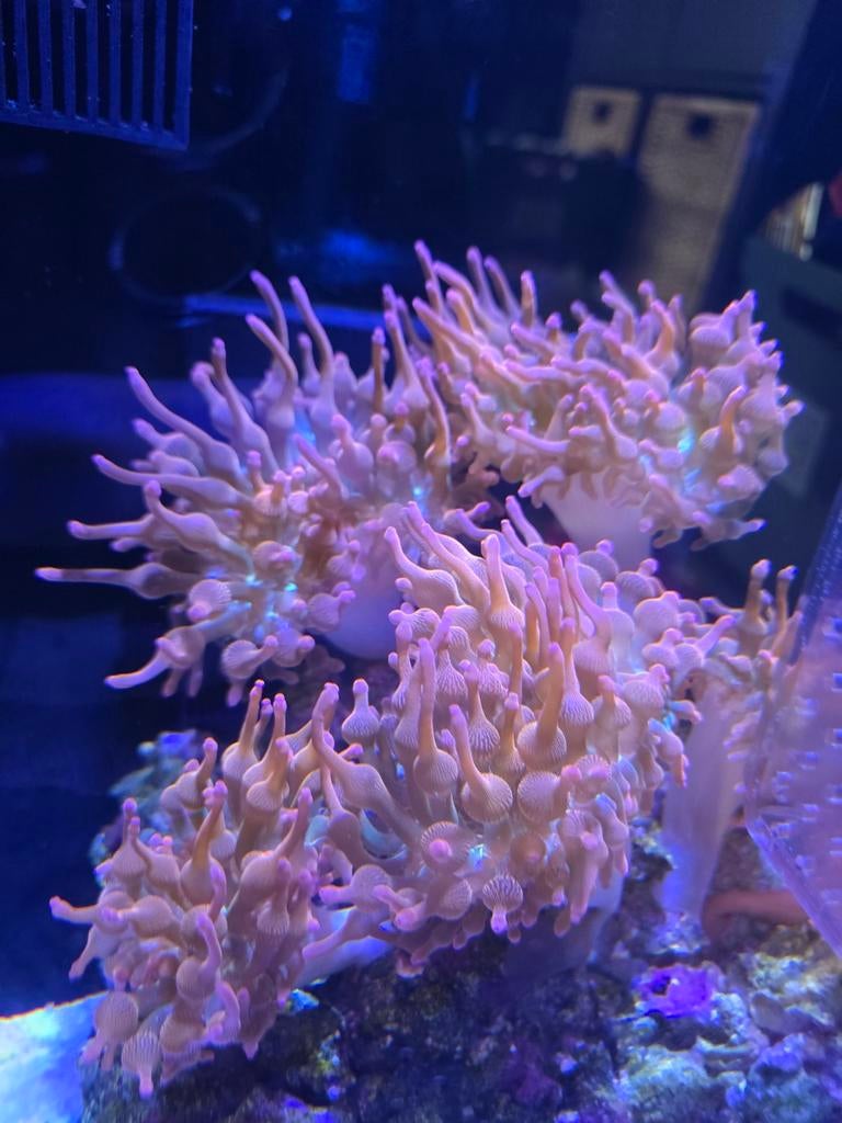 Sunburst anemoon - op aanvraag, Vis