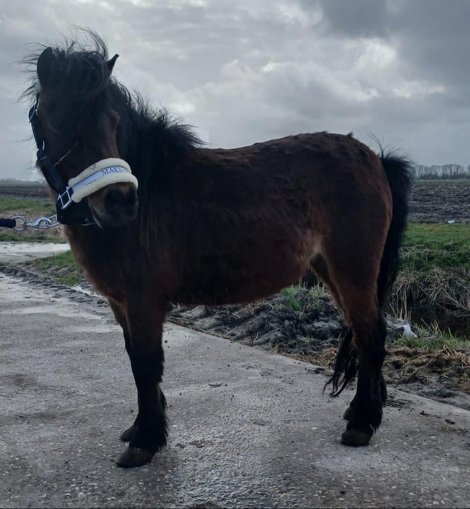 Meerdere super lieve shetlanders en 2b ponys, Dieren en Toebehoren, Pony's, Meerdere dieren, A pony (tot 1.17m), 7 tot 10 jaar