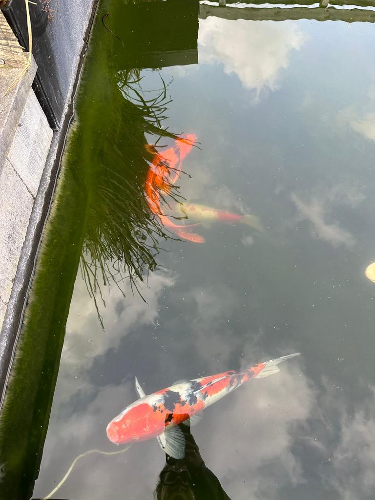 Koi karpers, vijverpompen, filterbak en uv-lamp, Karper of Koi