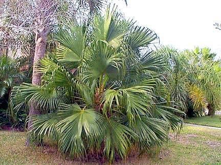 10 x Livistona Chinensis palm boom zaden (verzenden kan ook), Ophalen, Gehele jaar, Volle zon, Zaad