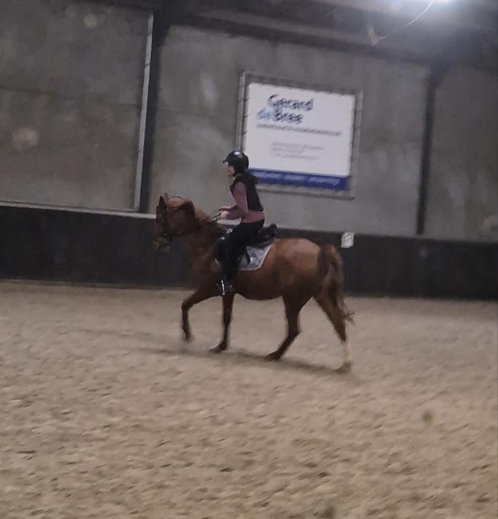 Verzorgpony Gezocht/ Verzorger Aangeboden, Dieren en Toebehoren, Ophalen of Verzenden