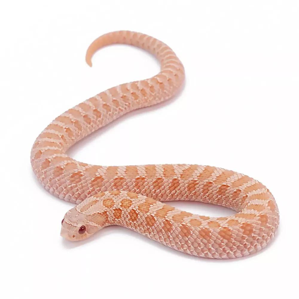 Heterodon Nasicus - Westelijke Haakneus - Groep, Slang, Tam, 0 tot 2 jaar