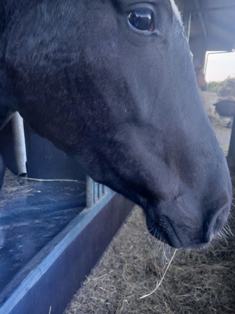 Gezocht:een paard/pony om te verzorgen, Dieren en Toebehoren, Paarden en Pony's | Verzorgingsproducten, Ophalen