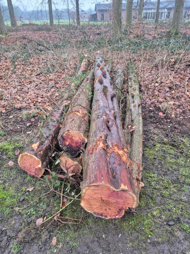 Taxus hout, Ophalen of Verzenden, Nieuw