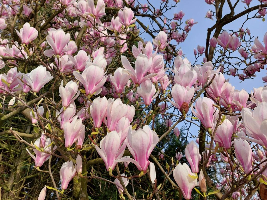 Magnolia, Tulpenboom, Beverboom in veel soorten en maten, Vaste plant, Halfschaduw, Lente, Ophalen