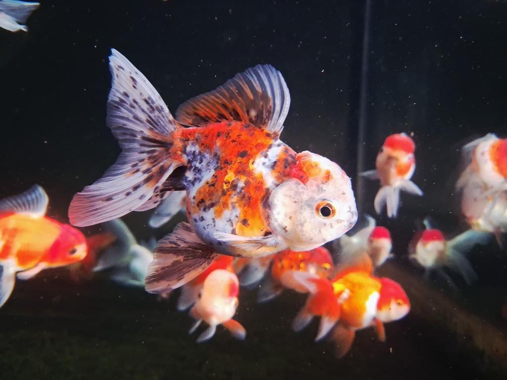 Prachtige Oranda goudvissen, @ VIJVER CENTRUM APELDOORN, Dieren en Toebehoren, Vis