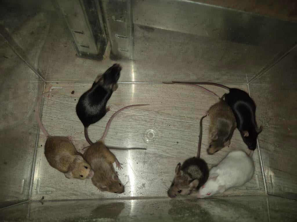 7 tamme muisjes, Dieren en Toebehoren, Knaagdieren, Juli, Vrouwelijk, Muis