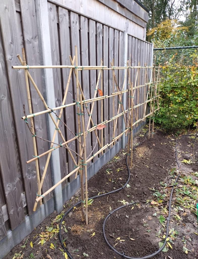 Lei fruitbomen voor fruit uit eigen tuin nu Planttijd.., Tuin en Terras, Planten | Bomen, Ophalen of Verzenden, Lente, Volle zon