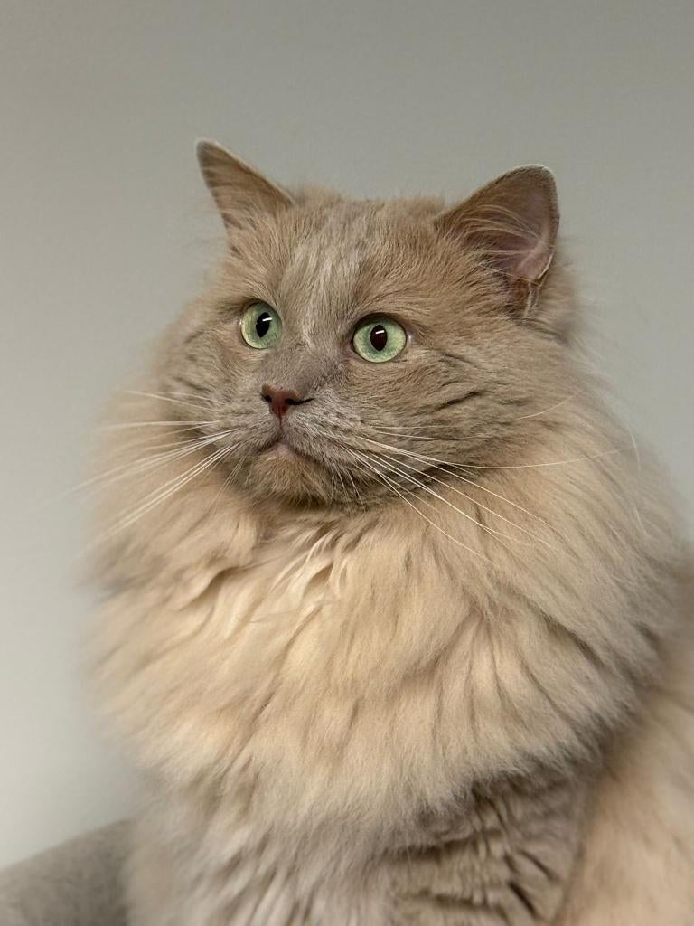 Ter dekking: Ragdoll Fawn Solid dekkater met stamboom!, 0 tot 2 jaar