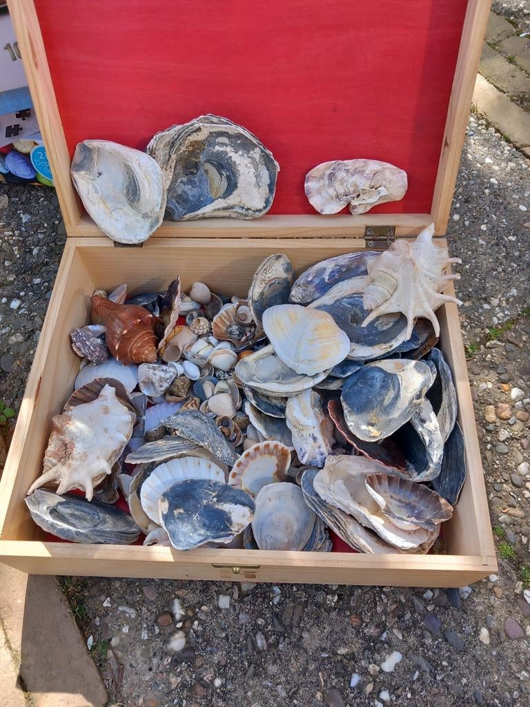 Doos met diverse schelpen, Ophalen of Verzenden, Zo goed als nieuw