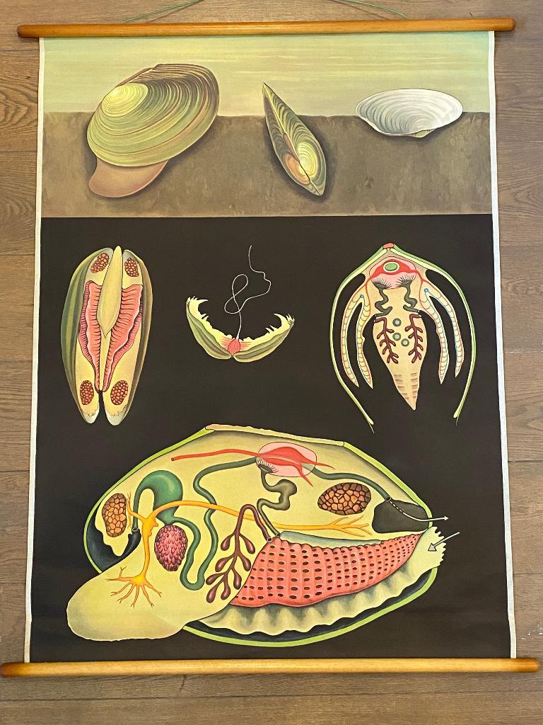 Mooie vintage schoolplaat De Mossel (jaren 60), Antiek en Kunst, Ophalen, Natuur en Biologie