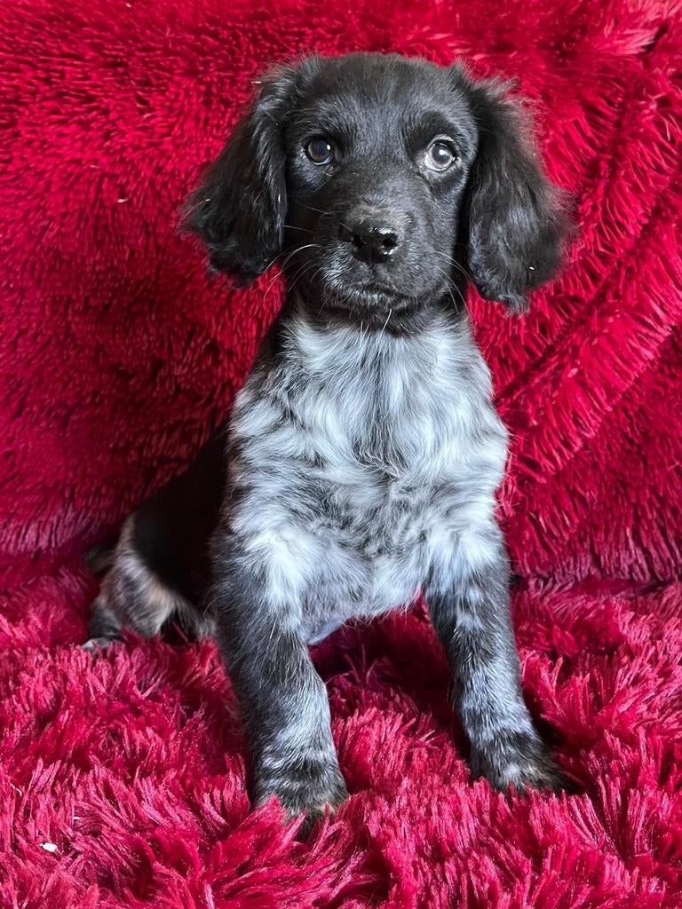 Friese Stabij puppy’s, laatste, Parvo, Nederland, 8 tot 15 weken, Meerdere