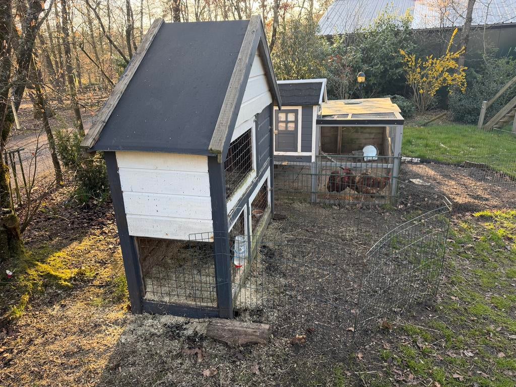 2 konijnen met hok, Meerdere dieren, Middelgroot, 0 tot 2 jaar