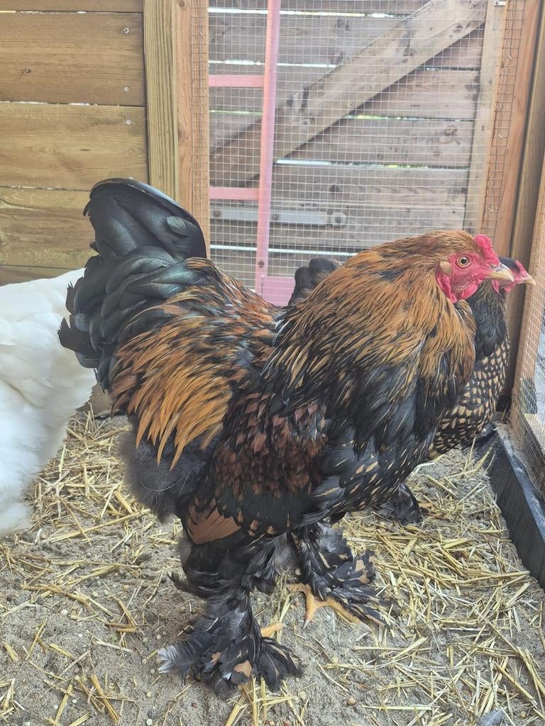 Lieve en mooie Brahma haan 2025, Mannelijk, Kip