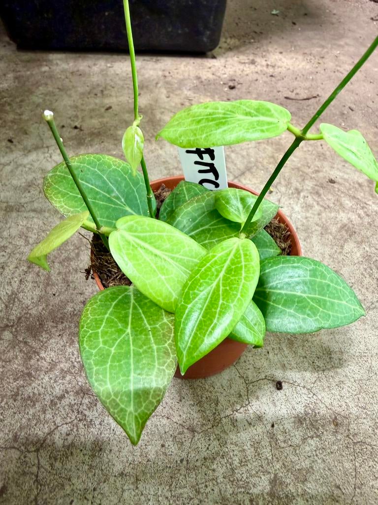 Hoya Fitchii p9, Huis en Inrichting, Kamerplanten, Overige soorten, In pot, Minder dan 100 cm, Bloeiende kamerplant