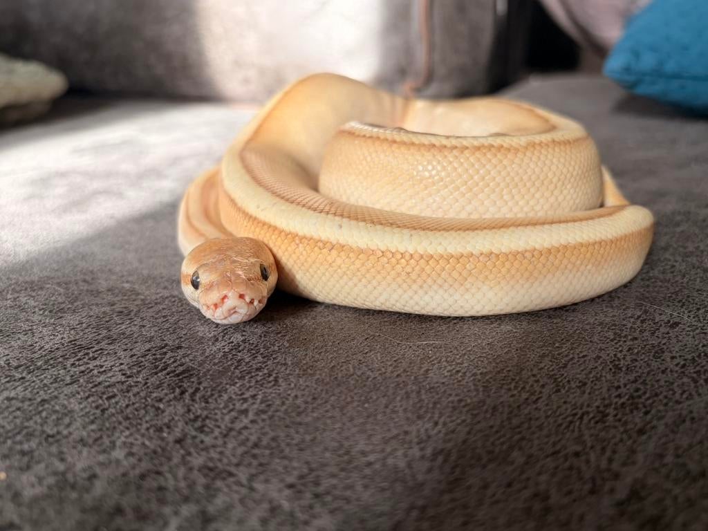 Koningspython Banana Lesser Gstripe 1.0 2023 Ball Python - male for sale from Suzanne Groen
