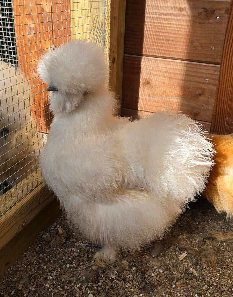 USA Zijdehoender hennen, Vrouwelijk, Kip