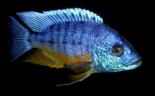 Malawi Cichliden: Protomelas spilonotus Tanzania, Vis, Zoetwatervis