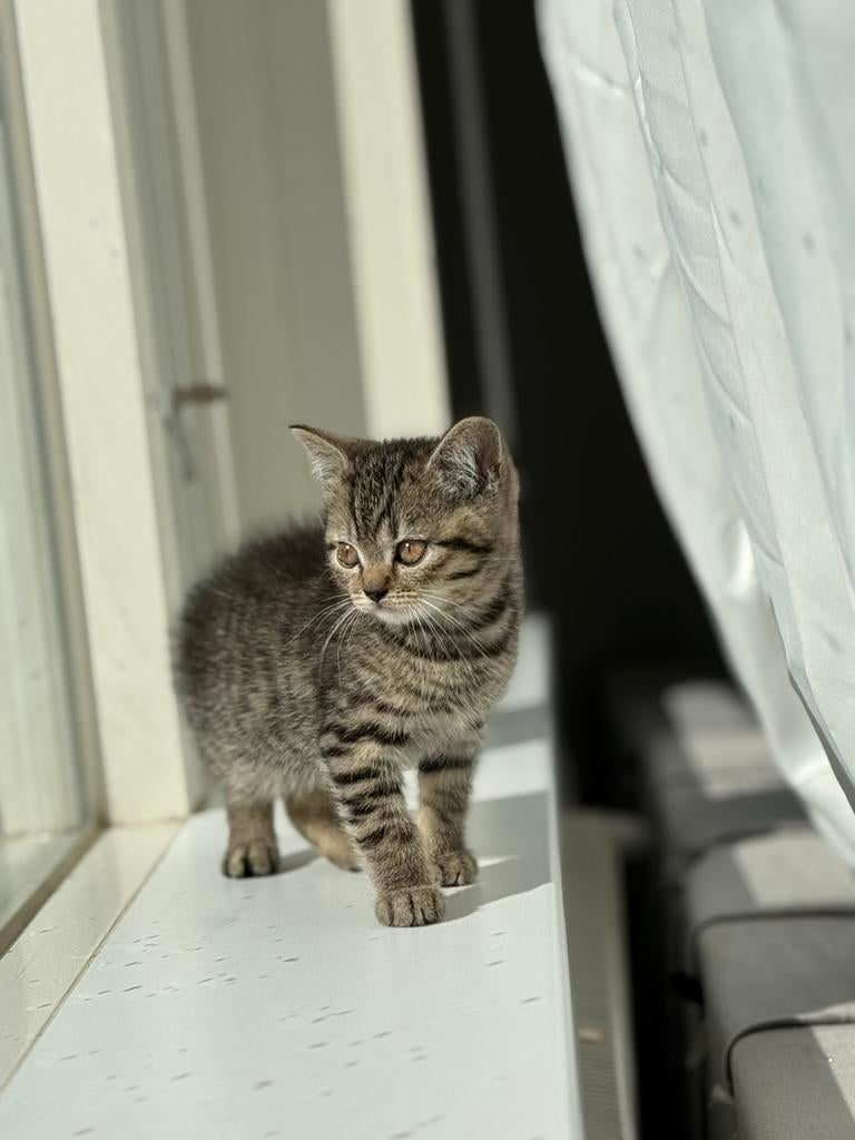 Te koop: Drie prachtige kittens!, Meerdere dieren