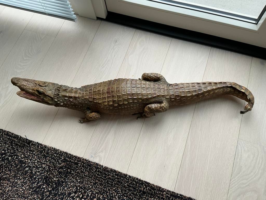 Opgezette Kaaiman uit de jaren '60 - Uniek exemplaar, Dieren en Toebehoren, Overige soorten, 3 tot 6 jaar