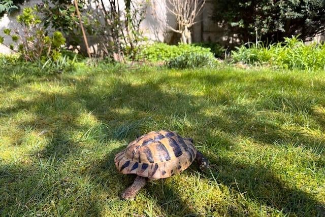 Griekse landschildpad ik zoek een vrouw Testudo Hermanni Tortoise - female for sale from Marielle