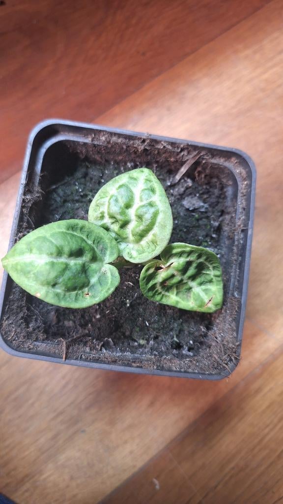 Anthurium Doroyaki, Ophalen of Verzenden, Halfschaduw, Minder dan 100 cm