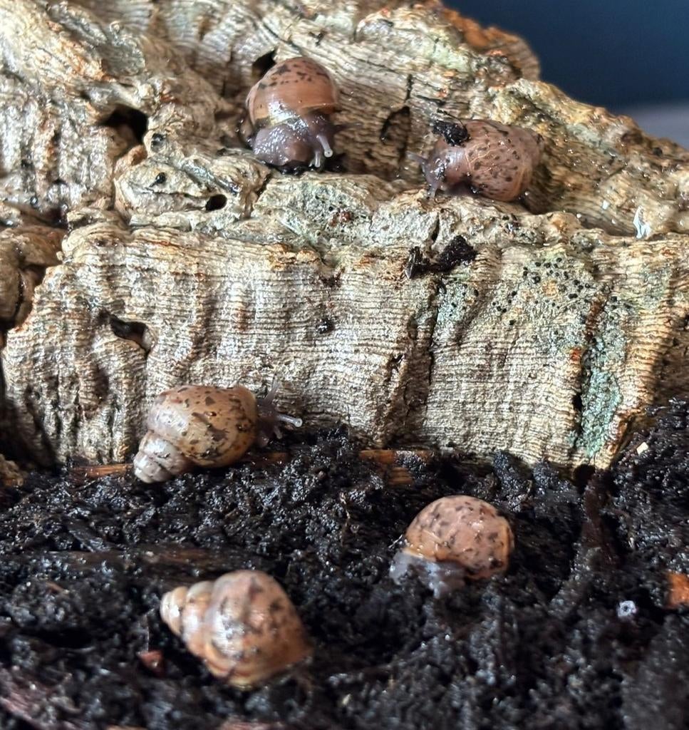 Agaatslak - Achatina fulica, Dieren en Toebehoren, Overige Dieren, Januari, Meerdere dieren