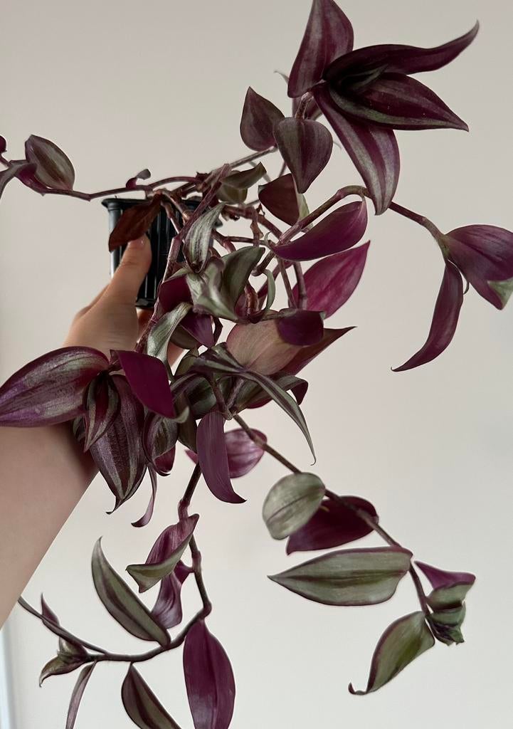 Kamerplant plant, Huis en Inrichting, Kamerplanten, Ophalen, Halfschaduw, Minder dan 100 cm