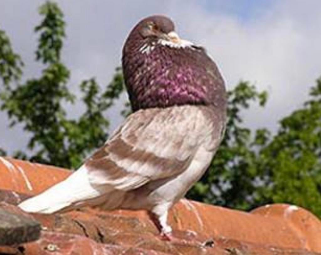 Koppel gelderse slenken gezocht, Dieren en Toebehoren, Meerdere dieren, Overige soorten